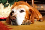 Perro con Alzhéimer tumbado