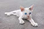 Anemia en los gatos Gato con anemia