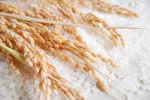 Arsénico en el arroz, ¿debe preocuparnos? Arroz con arsénico