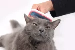 Bolas de pelo en los gatos Un hombre cepilla a su gato para eliminar el exceso de pelo