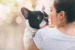 Bulldog francés Bulldog francés en brazos de una chica