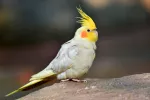 Cacatúa ninfa Cacatúa ninfa