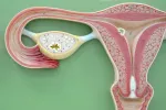 Cáncer de ovario Anatomía del ovario