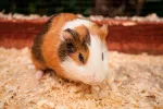 Cobaya, un roedor como animal de compañía Cobaya