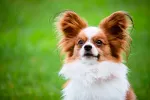 Características del perro papillon Perro papillon al aire libre