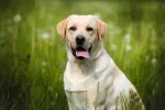 Labrador retriever, el compañero ideal