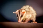 Características de la zarigüeya como mascota Zarigüeya