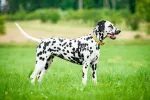 Características del dálmata como mascota Dálmata en la hierba