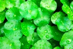 Centella asiática, la planta que cuida la salud de tu piel