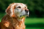Claves para alargar la vida de tu perro