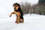 Cojera en los perros Cojera en los perros
