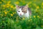 Conjuntivitis en el gato Gato con conjuntivitis
