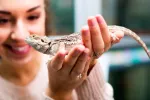5 cosas a tener en cuenta antes de comprar un animal exótico 5 cosas a tener en cuenta antes de comprar un animal exótico