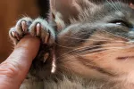 Cómo y cuándo cortar las uñas a los gatos Cómo cortar las uñas a los gatos