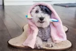 Higiene dental en los perros