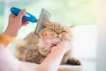 Cuidados del pelo del gato Dueña cepillando el pelo del gato