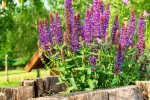 Fragante salvia