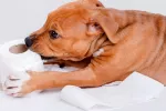 Trastornos de alimentación en el perro, consejos Trastornos de alimentación en el perro
