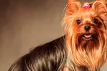 Yorkshire terrier Retrato de un yorkshire terrier