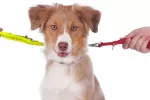 Custodia de la mascota ante un divorcio Divorcio y mascotas