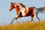 Caballo pinto