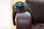 Estrés felino Gato estresado