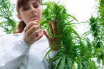 Plantas de marihuana