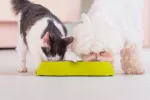 Vitaminas para perros y gatos