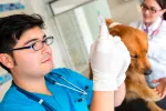 Donación de sangre entre mascotas Perro donando sangre