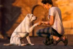 Educación canina Educación canina en positivo