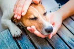 Enfermedad del gusano del corazón en perros Enfermedad del gusano del corazón