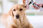 Otitis en perros y gatos Perro con otitis