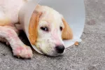 Sarna en el perro Perro con sarna