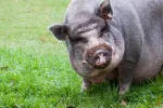 El cerdo vietnamita Un cerdo vietnamita