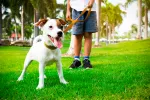 Cómo educar a tu perro para que no tire de la correa Persona intentando que su perro no tire de la correa