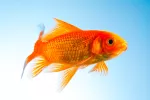 El pez rojo Ejemplar de pez rojo