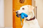 Cómo elegir la correa adecuada para tu perro Perro sujeta su correa con la boca