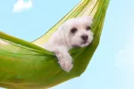 Embarazo psicológico en la perra Perrita tumbada en una hamaca