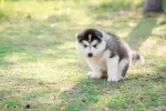 Cómo enseñar al cachorro a hacer sus necesidades fuera de casa Un cachorrito haciendo sus necesidades al aire libre