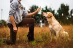 Cómo elegir un entrenador canino Entrenador canino