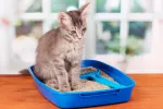 FLUTD: enfermedad del tracto urinario inferior felino Gato con síntomas de enfermedad del tracto urinario