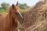 Manutención del caballo Fruto por alimento