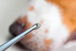 Garrapatas en el perro Perro con garrapatas