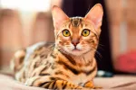 Gato de Bengala Gato de Bengala como mascota