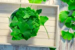 Ginkgo biloba, el árbol de la longevidad Ginkgo biloba
