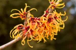Hamamelis Hamamelis