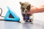Hipertensión en los gatos, cómo detectarla y tratarla Hipertensión en los gatos