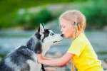 Husky siberiano Husky siberiano con una niña