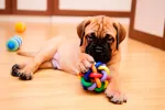 Cómo estimular al cachorro con juegos y actividades Cachorro jugando
