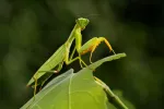 Mantis religiosa Mantis religiosa sobre una hoja